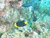 116 - Dive6-2 40ft Point
