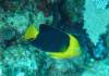 118 - Dive6-2 40ft Point