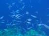 122 - Dive6-2 40ft Point