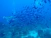124 - Dive6-2 40ft Point