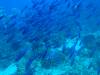 125 - Dive6-2 40ft Point