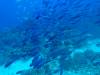 127 - Dive6-2 40ft Point
