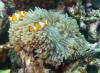 Dive1-1 Torinla Reef-112 Dive1-1 Torinla Reef SONY