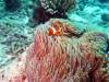 Dive1-1 Torinla Reef-124 Dive1-1 Torinla Reef SONY