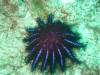 Dive1-1 Torinla Reef-127 Dive1-1 Torinla Reef SONY