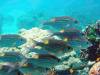 Dive3-2 South Reef-109 Dive3-2 South Reef SONY