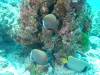 Dive3-2 South Reef-115 Dive3-2 South Reef SONY