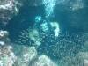 Dive7-1 Koh Haa Neua-124 Dive7-1 Koh Haa Neua SONY