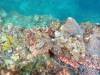 Dive7-1 Koh Haa Neua-126 Dive7-1 Koh Haa Neua SONY