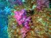 Dive7-3 Hin Muang-108 Dive7-3 Hin Muang SONY