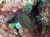 Dive7-3 Hin Muang-115 Dive7-3 Hin Muang SONY