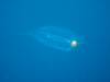 Dive7-3 Hin Muang-125 Dive7-3 Hin Muang SONY