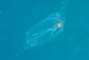 Dive7-3 Hin Muang-128 Dive7-3 Hin Muang SONY