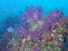 Dive7-4 Hin Daeng-102 Dive7-4 Hin Daeng SONY
