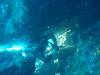 Dive7-4 Hin Daeng-112 Dive7-4 Hin Daeng SONY