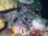 Dive7-4 Hin Daeng-124 Dive7-4 Hin Daeng SONY