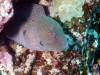109 - Dive1-1 Torinla Reef SONY