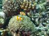 114 - Dive1-1 Torinla Reef SONY