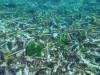 115 - Dive1-1 Torinla Reef SONY