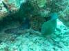 117 - Dive1-1 Torinla Reef SONY