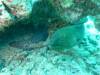 118 - Dive1-1 Torinla Reef SONY