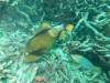 121 - Dive1-1 Torinla Reef SONY