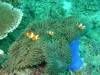 123 - Dive1-1 Torinla Reef SONY