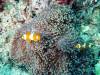 125 - Dive1-1 Torinla Reef SONY