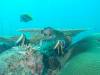 133 - Dive1-1 Torinla Reef SONY
