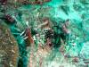 142 - Dive1-1 Torinla Reef SONY