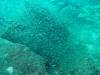 102 - Dive1-2 AO Packard Bay SONY
