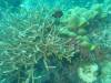 103 - Dive1-2 AO Packard Bay SONY