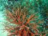 105 - Dive1-2 AO Packard Bay SONY