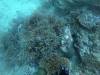 102 - Dive1-3 Turtle Ledge North GoPro