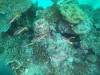 105 - Dive1-3 Turtle Ledge North GoPro