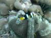108 - Dive1-3 Turtle Ledge North GoPro