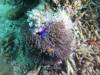 110 - Dive1-3 Turtle Ledge North GoPro