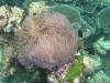 111 - Dive1-3 Turtle Ledge North GoPro