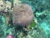 112 - Dive1-3 Turtle Ledge North GoPro