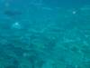 110 - Dive2-1 Richelieu Rock SONY