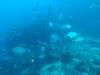 114 - Dive2-1 Richelieu Rock SONY