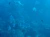 118 - Dive2-1 Richelieu Rock SONY