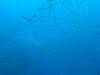 119 - Dive2-1 Richelieu Rock SONY