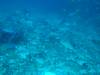120 - Dive2-1 Richelieu Rock SONY