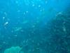 121 - Dive2-1 Richelieu Rock SONY