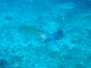 122 - Dive2-1 Richelieu Rock SONY