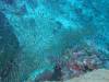 124 - Dive2-1 Richelieu Rock SONY