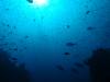 125 - Dive2-1 Richelieu Rock SONY