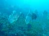 128 - Dive2-1 Richelieu Rock SONY
