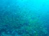 131 - Dive2-1 Richelieu Rock SONY